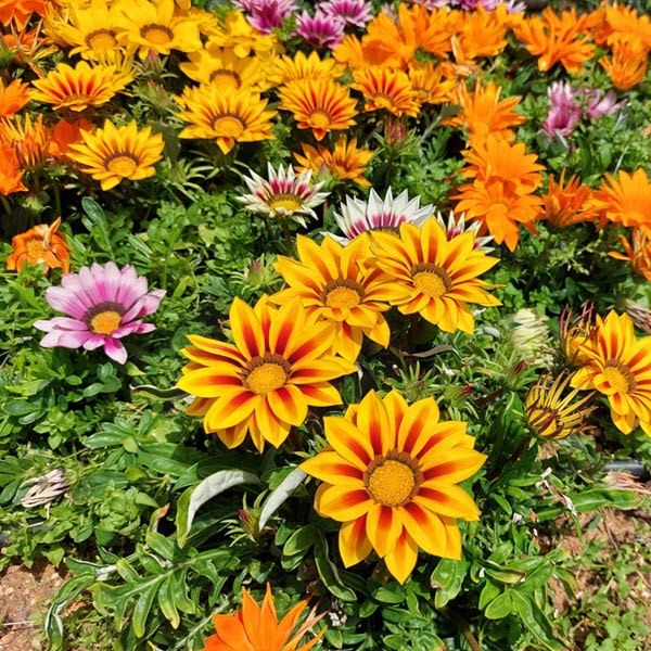Woolpit Nurseries – Family Run Plant Nursery
