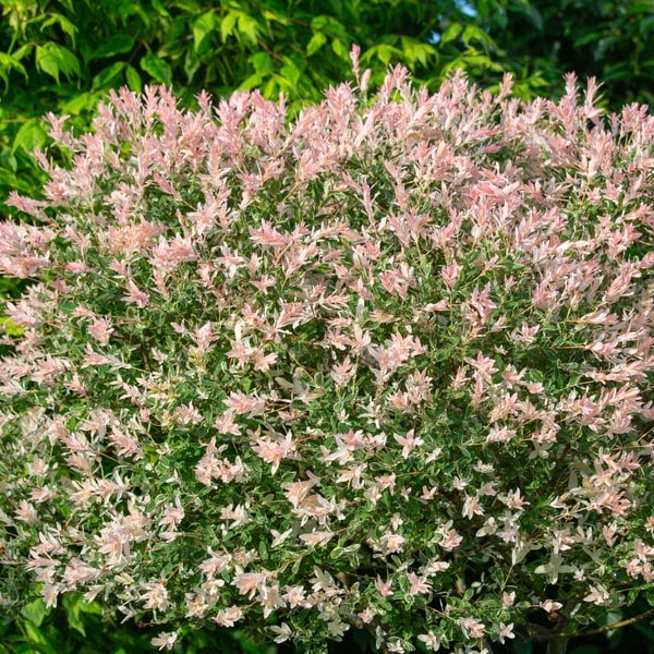 Woolpit Nurseries – Family Run Plant Nursery