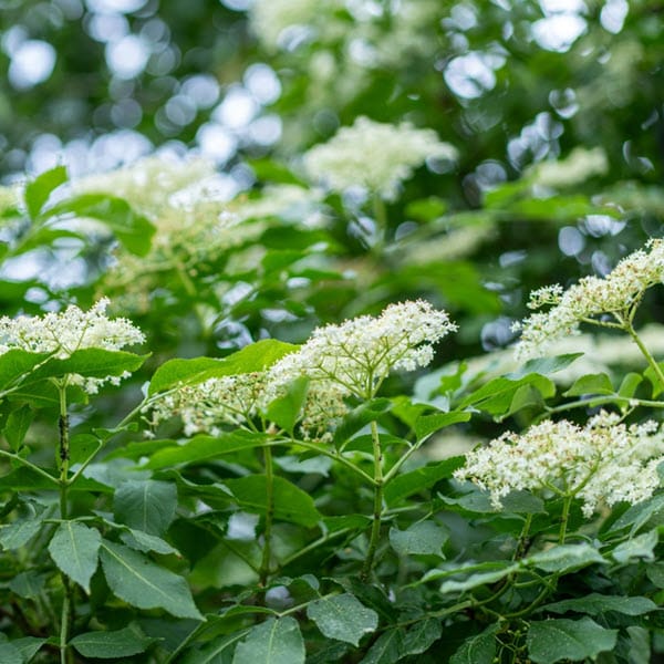 Woolpit Nurseries – Family Run Plant Nursery