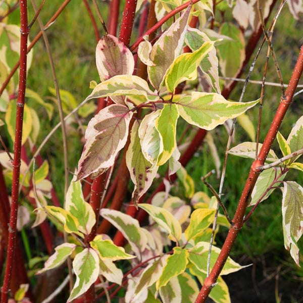 Woolpit Nurseries – Family Run Plant Nursery