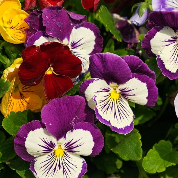 Woolpit Nurseries – Family Run Plant Nursery
