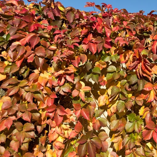 Woolpit Nurseries – Family Run Plant Nursery