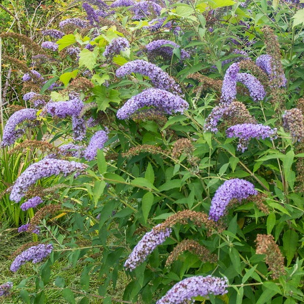 Woolpit Nurseries – Family Run Plant Nursery