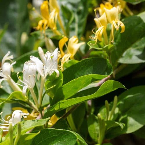 Woolpit Nurseries – Family Run Plant Nursery