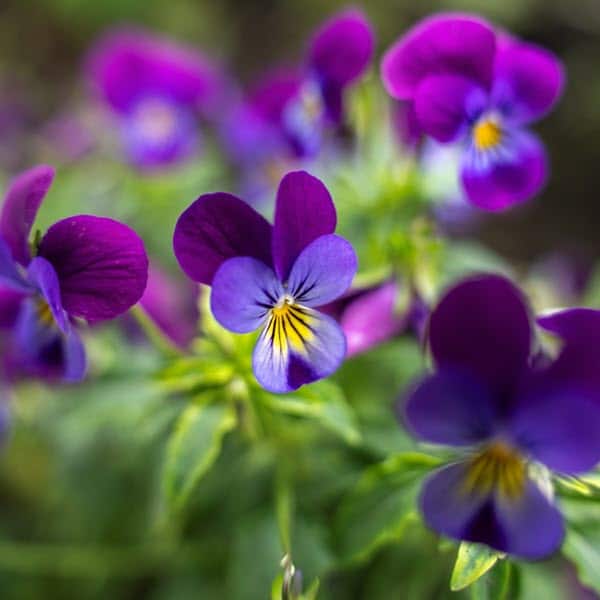 Woolpit Nurseries – Family Run Plant Nursery