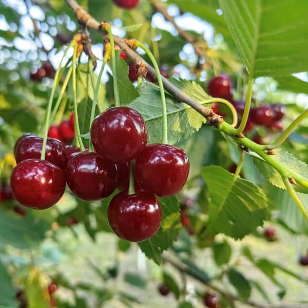 Woolpit Nurseries – Family Run Plant Nursery