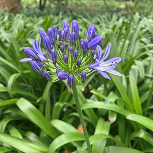 Woolpit Nurseries – Family Run Plant Nursery
