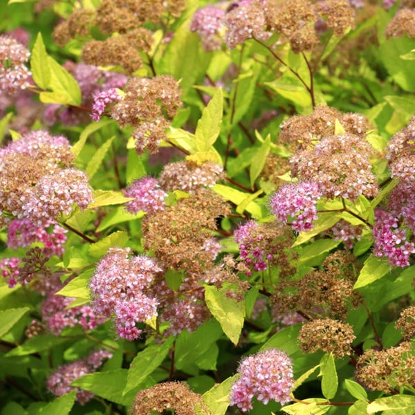Woolpit Nurseries – Family Run Plant Nursery