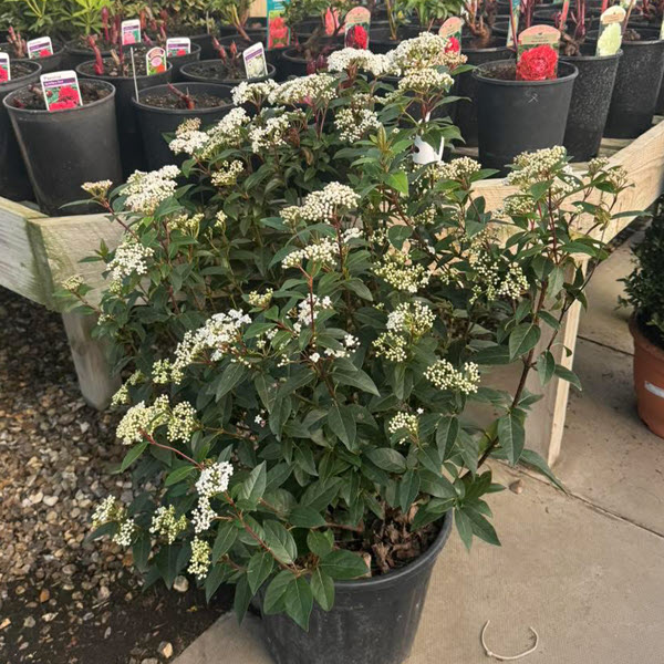 Woolpit Nurseries – Family Run Plant Nursery