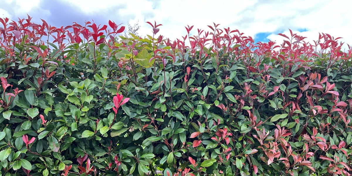 Hedging plants for autumn planting at Woolpit Nurseries Suffolk
